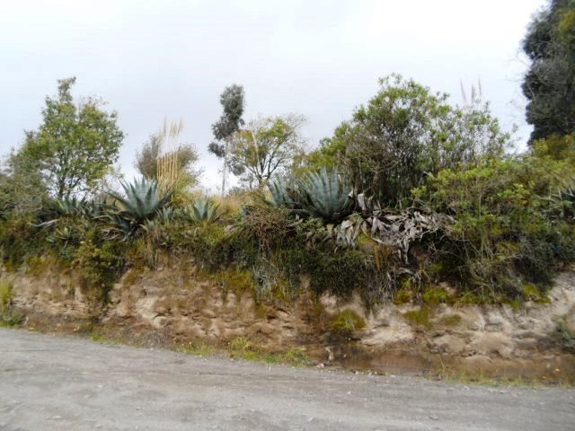 Foto del inmueble en Sector=rural; Camino=a Bellavista;barrio:maca Chico;parroquia=poalo;cantón=latacunga;provincia=cotopaxi
