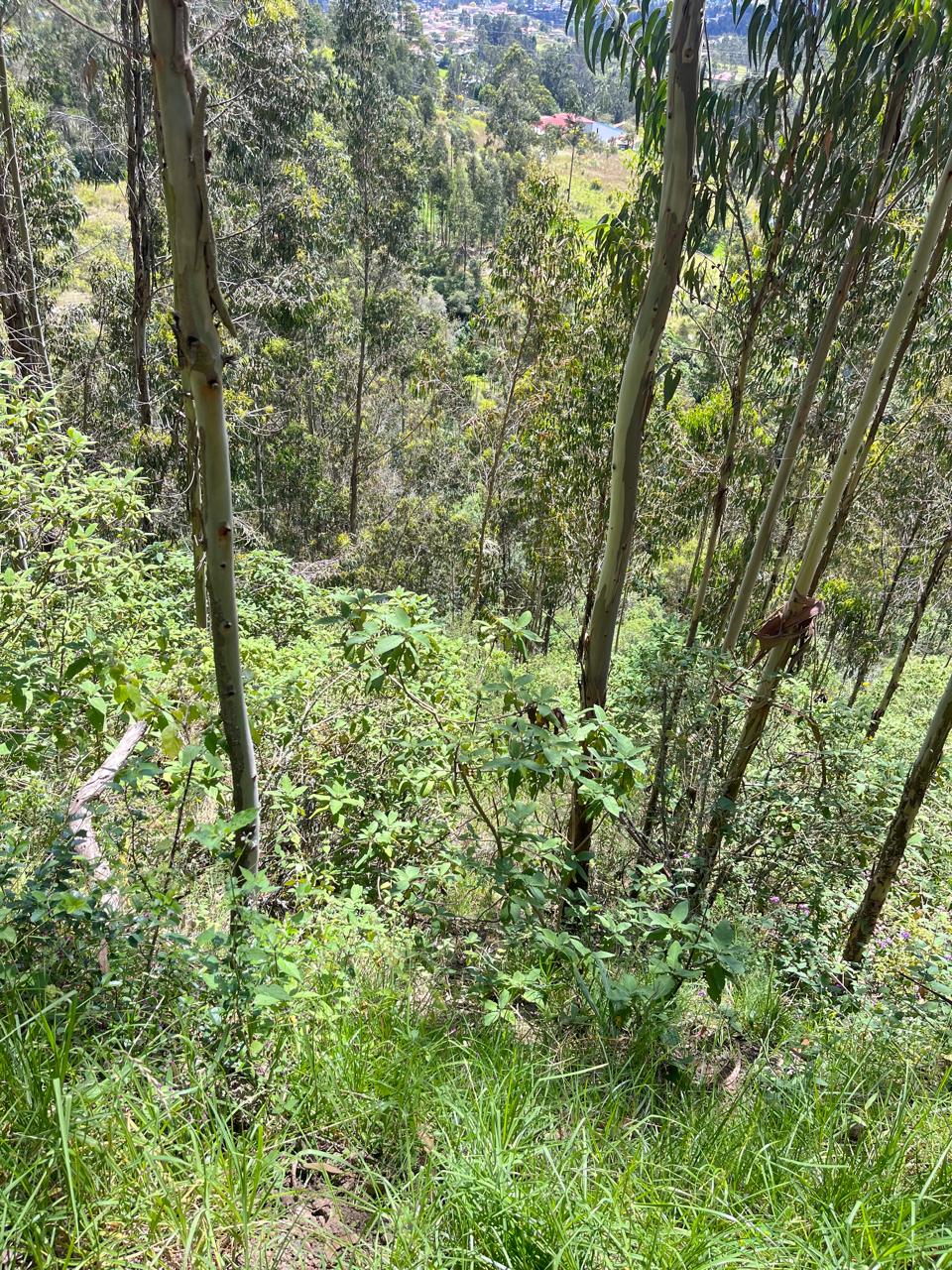Foto del inmueble en Parroquia Nulti, Sector El Cristal
