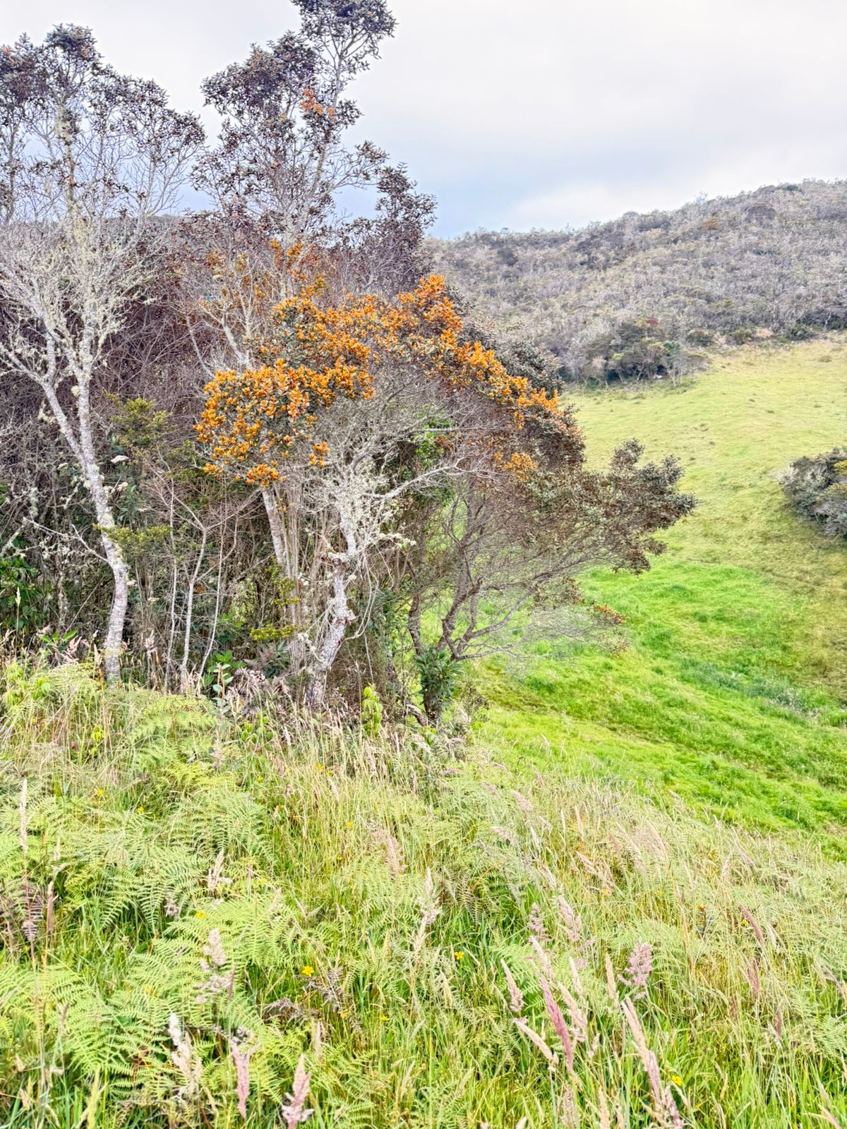 Foto del inmueble en Naranjo