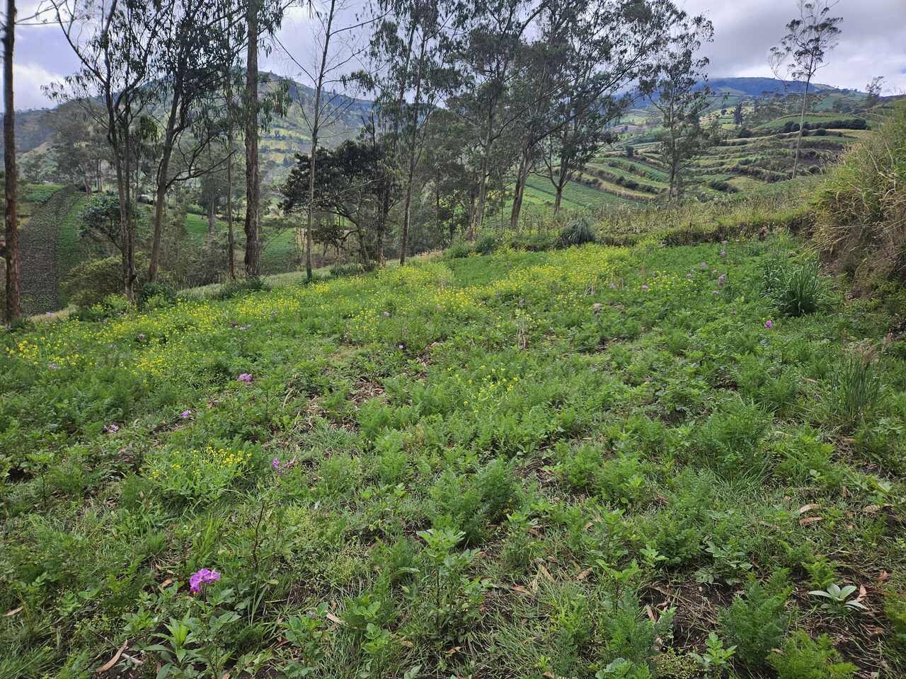 Foto del inmueble en Sector Quitocucho, Considerado Como Zona Rural.